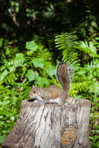 A grey squirrel feeds on bird seeds cached on a tree stump